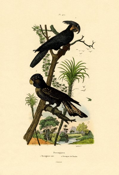 Cacatua delle palme nero da French School